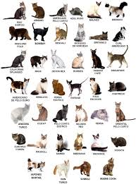 Gambar Jenis Kucing - KibrisPDR