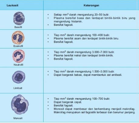 Gambar Jenis Leukosit - KibrisPDR