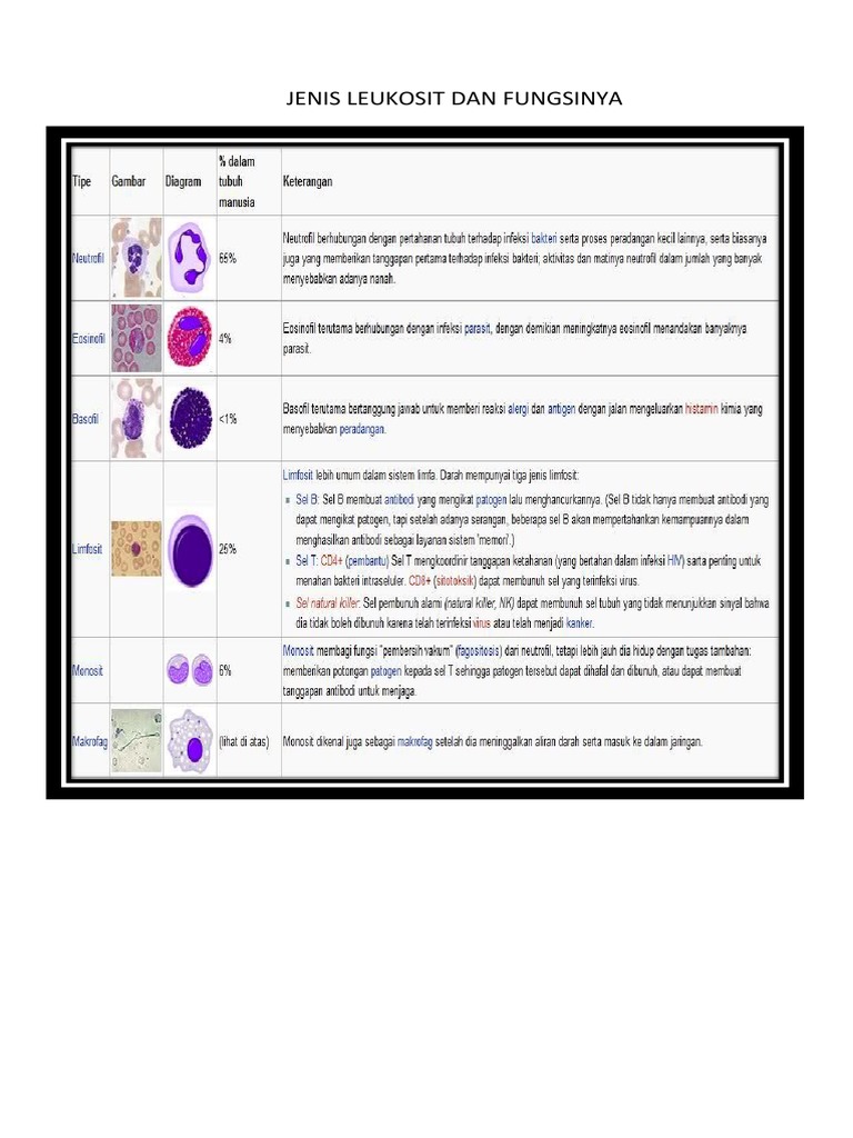 Detail Gambar Jenis Leukosit Nomer 16