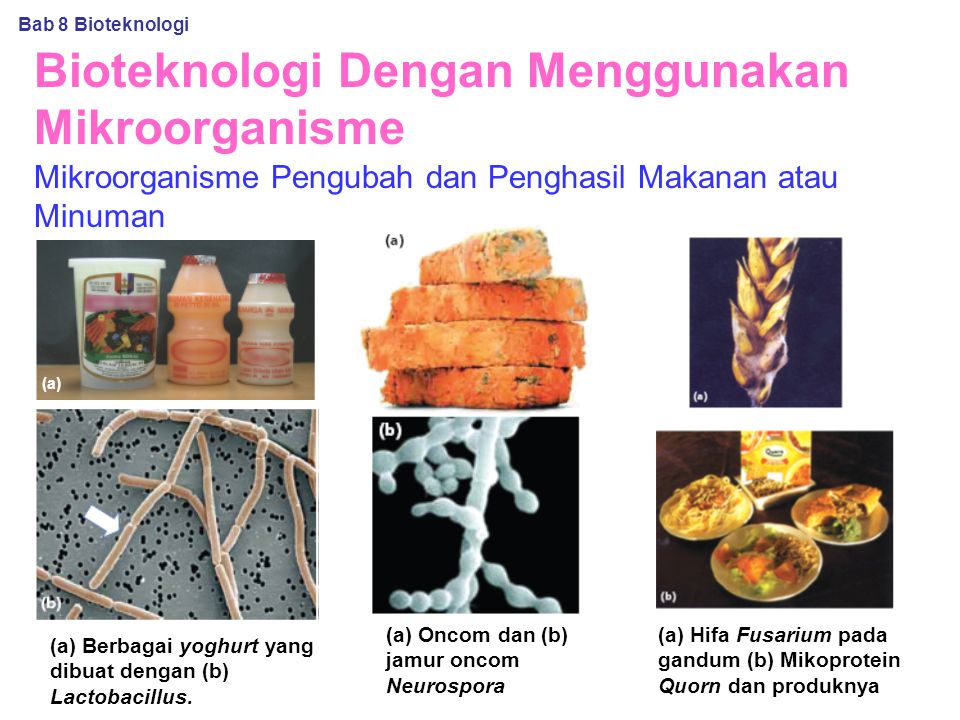 Detail Gambar Jenis Makanan Dalam Bioteknologi Pangan Nomer 55