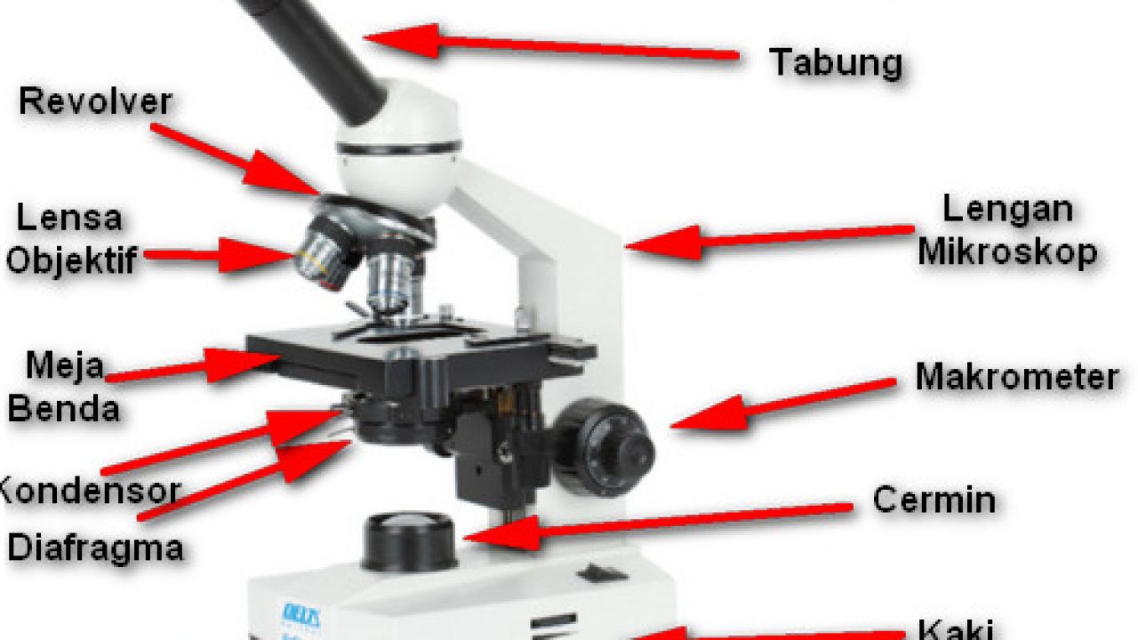 Detail Gambar Jenis Mikroskop Lengkap Dengan Bagian Bagiannya Nomer 16