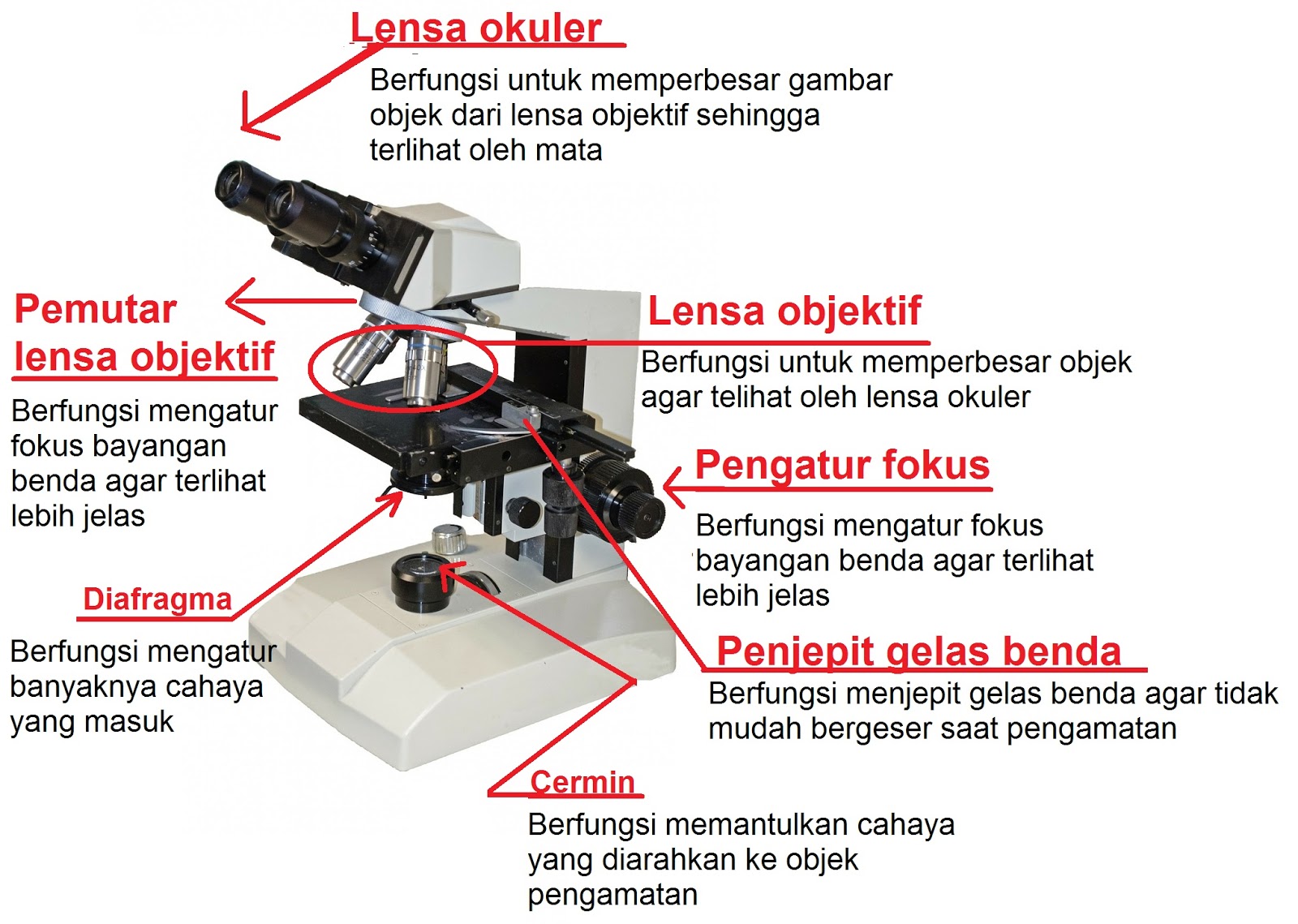 Detail Gambar Jenis Mikroskop Lengkap Dengan Bagian Bagiannya Nomer 31