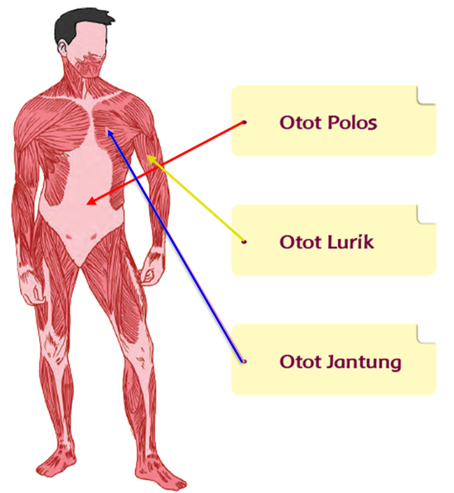 Detail Gambar Jenis Otot Nomer 27