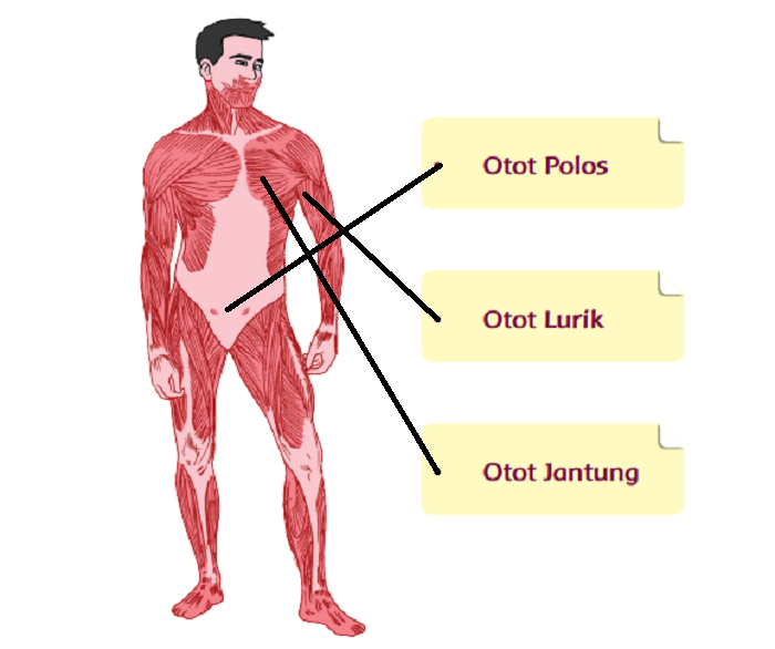 Detail Gambar Jenis Otot Nomer 4