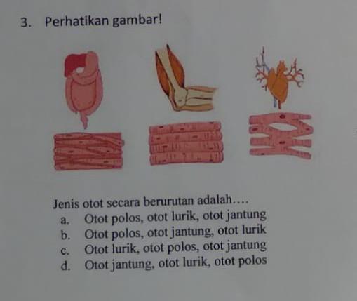 Detail Gambar Jenis Otot Nomer 56