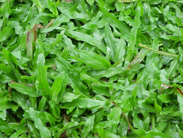 Detail Gambar Jenis Rumput Yang Menjalar Nomer 6