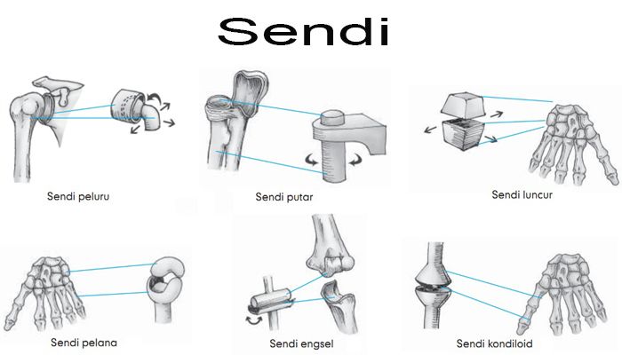 Detail Gambar Jenis Sendi Nomer 11