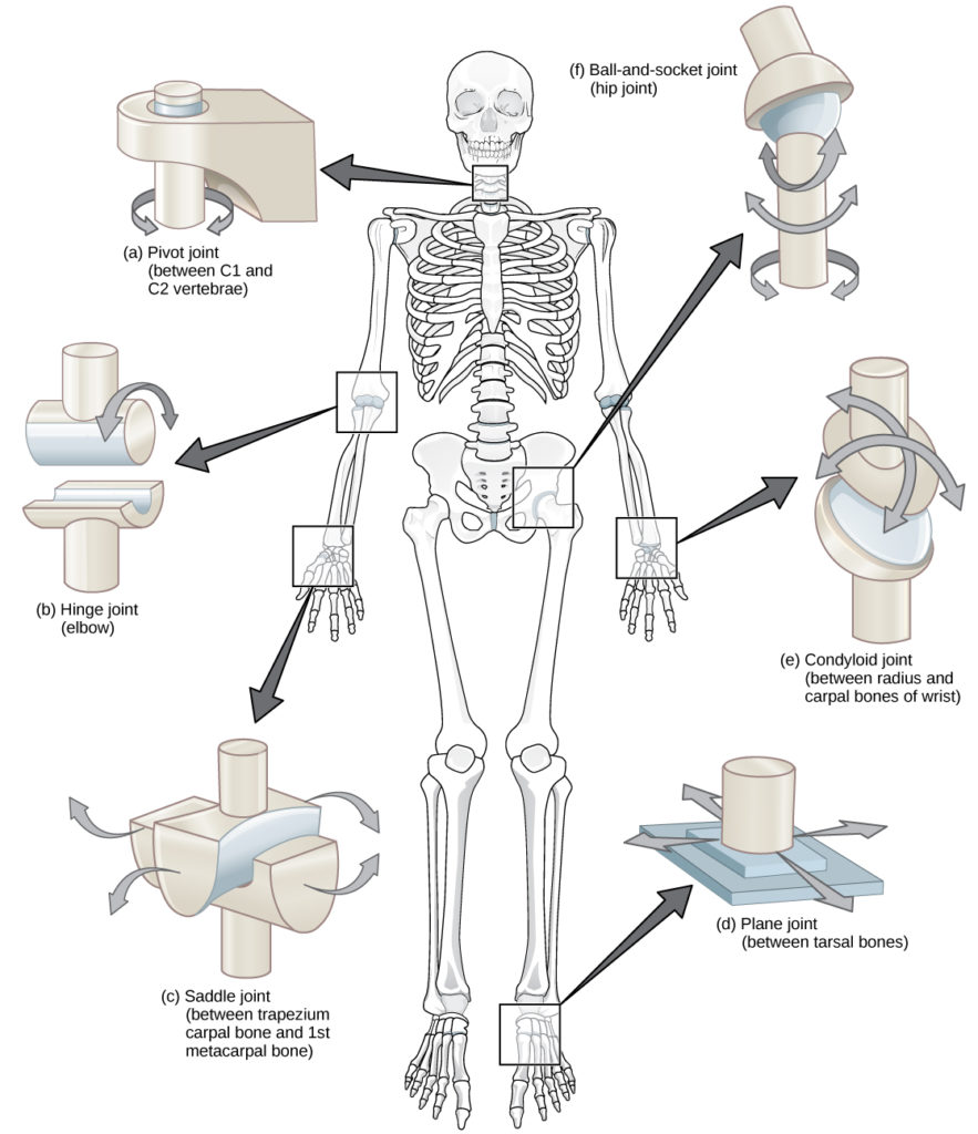 Detail Gambar Jenis Sendi Nomer 35