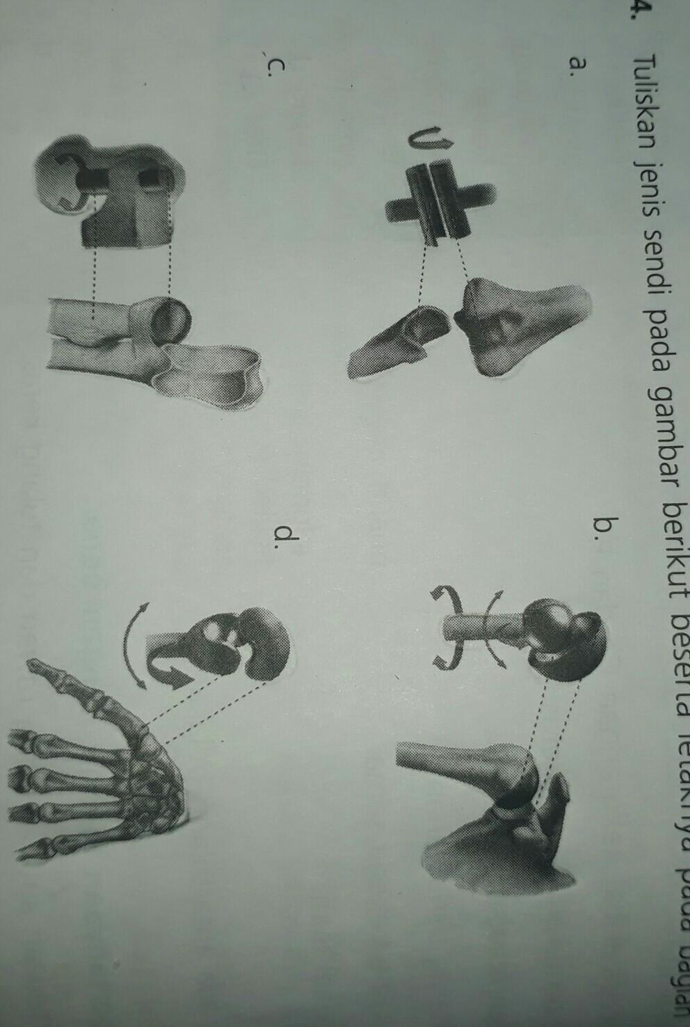 Detail Gambar Jenis Sendi Nomer 54