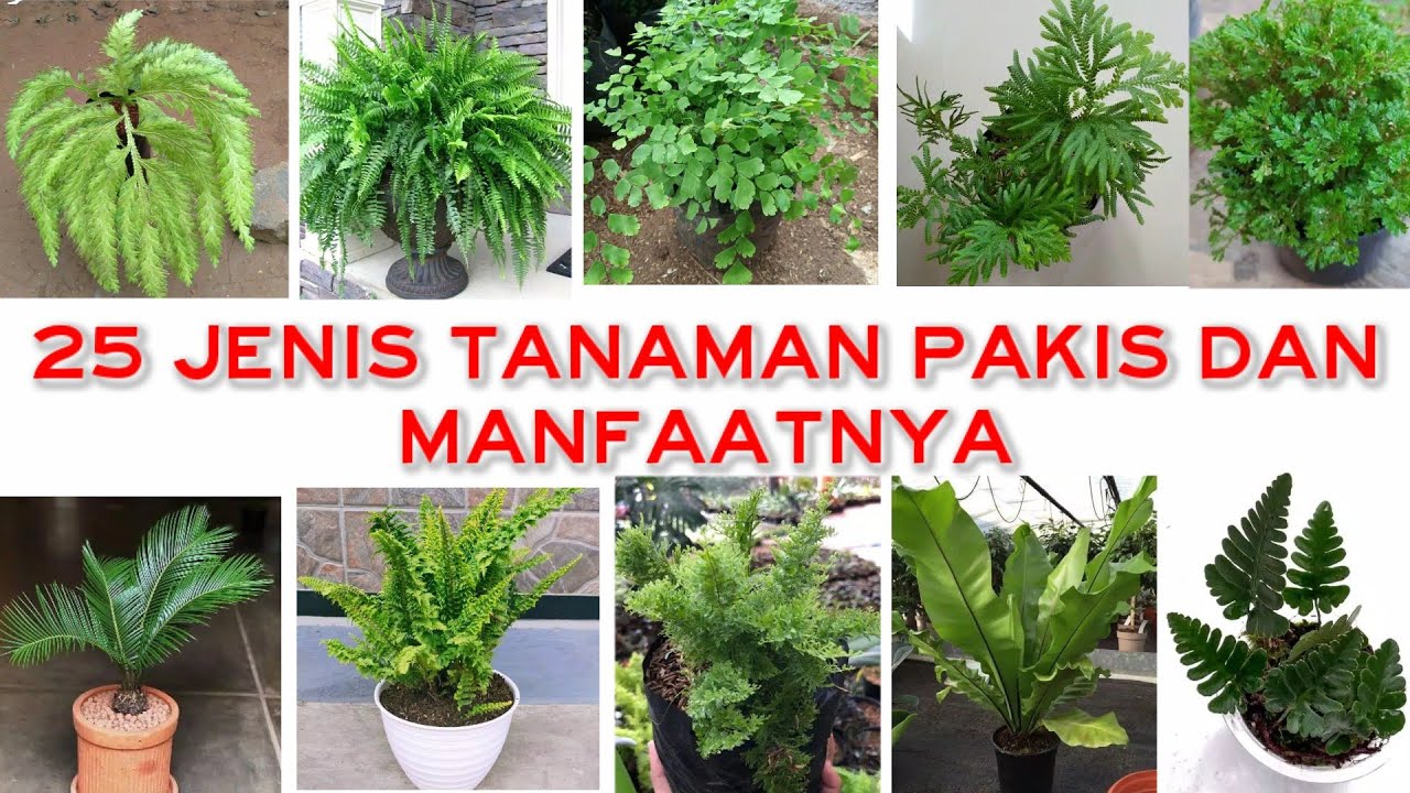 Detail Gambar Jenis Tanaman Nomer 53