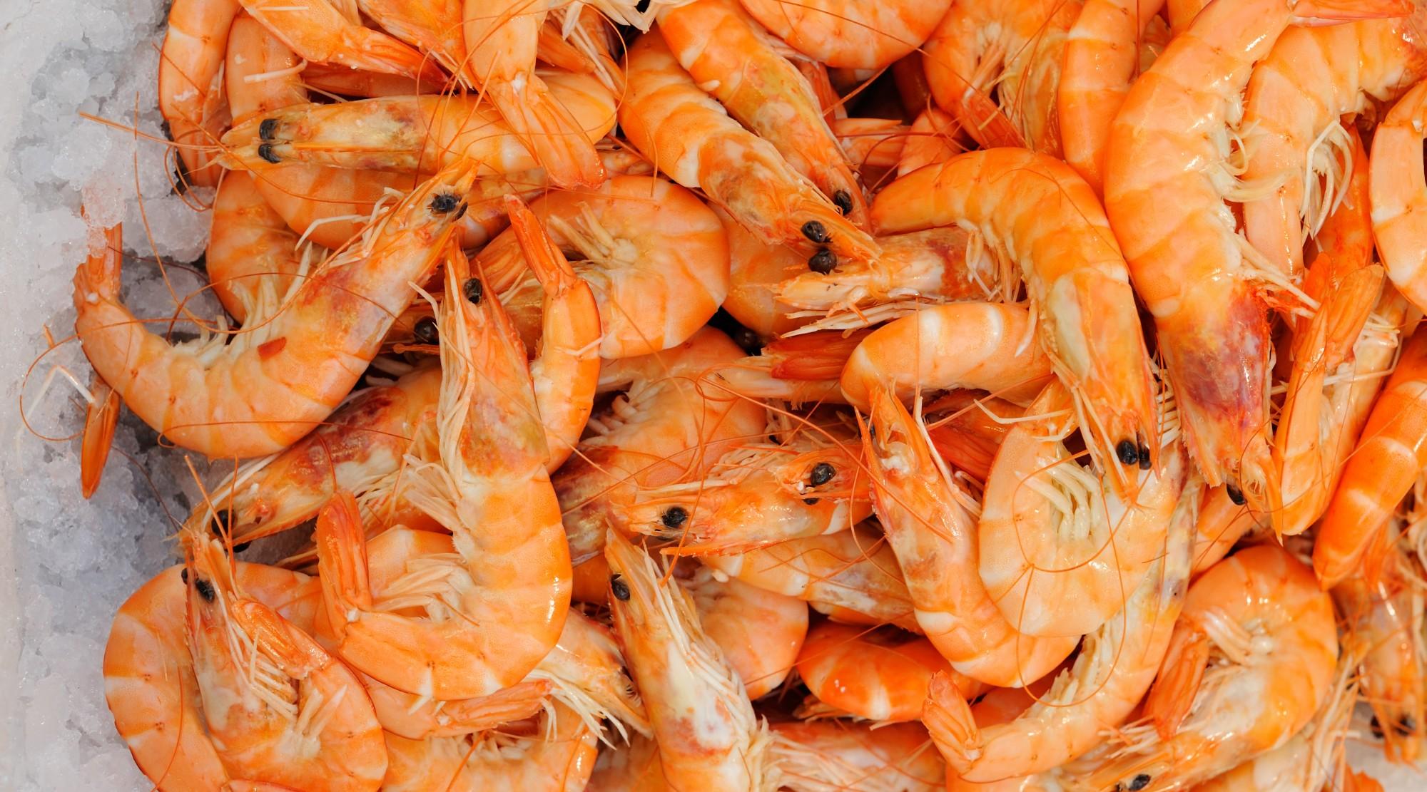 Detail Gambar Jenis Udang Nomer 20