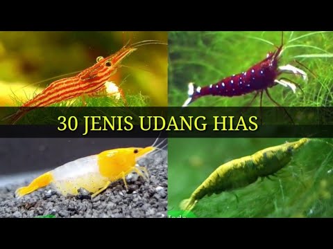 Detail Gambar Jenis Udang Nomer 36