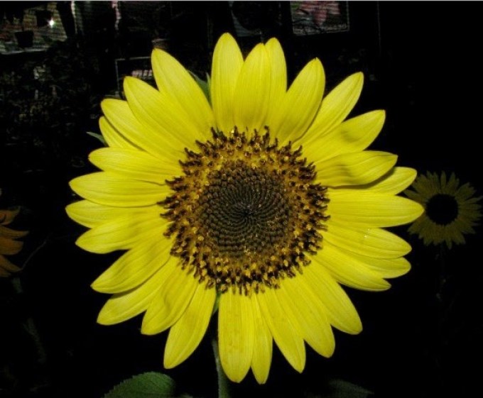 Detail Gambar Jenis2 Bunga Matahari Nomer 40