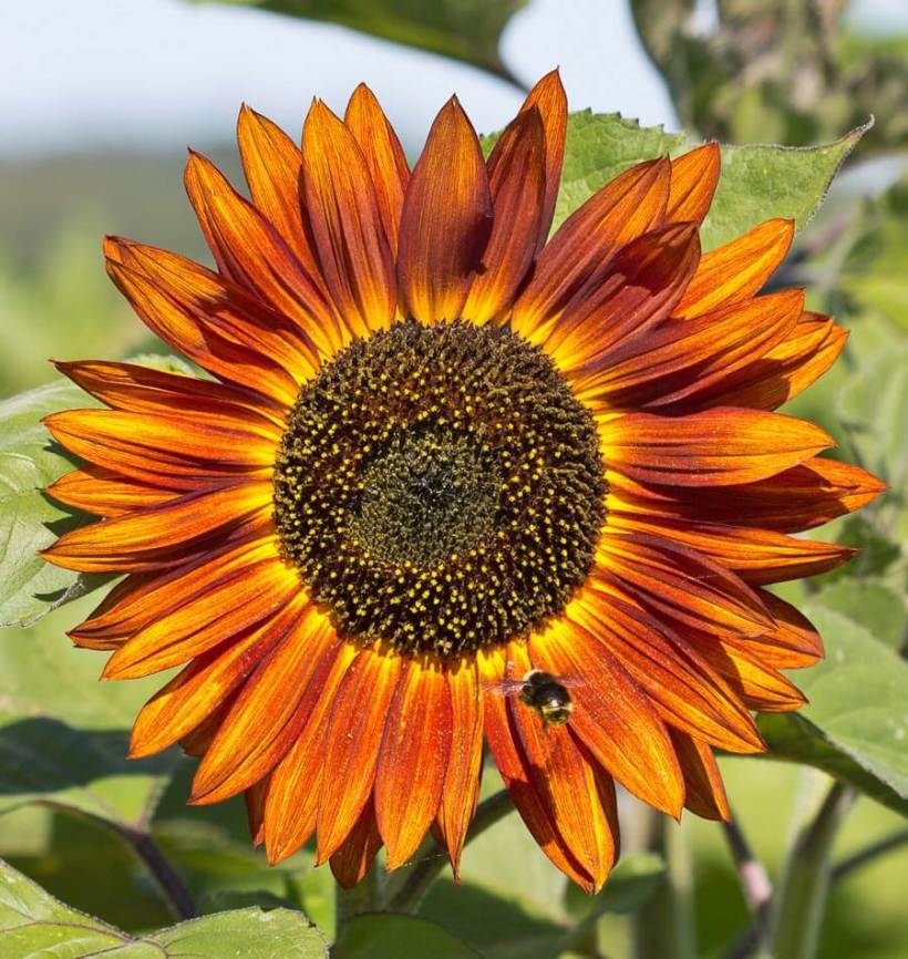 Detail Gambar Jenis2 Bunga Matahari Nomer 44