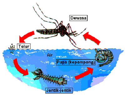 Gambar Jentik Nyamuk - KibrisPDR