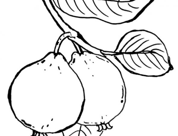 Detail Gambar Jeruk Gambar Mewarnai Buah Semangka Nomer 33