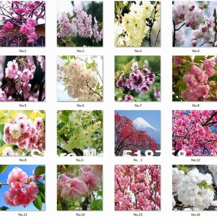Detail Gambar Jeruk Gambar Mewarnai Bunga Sakura Nomer 30
