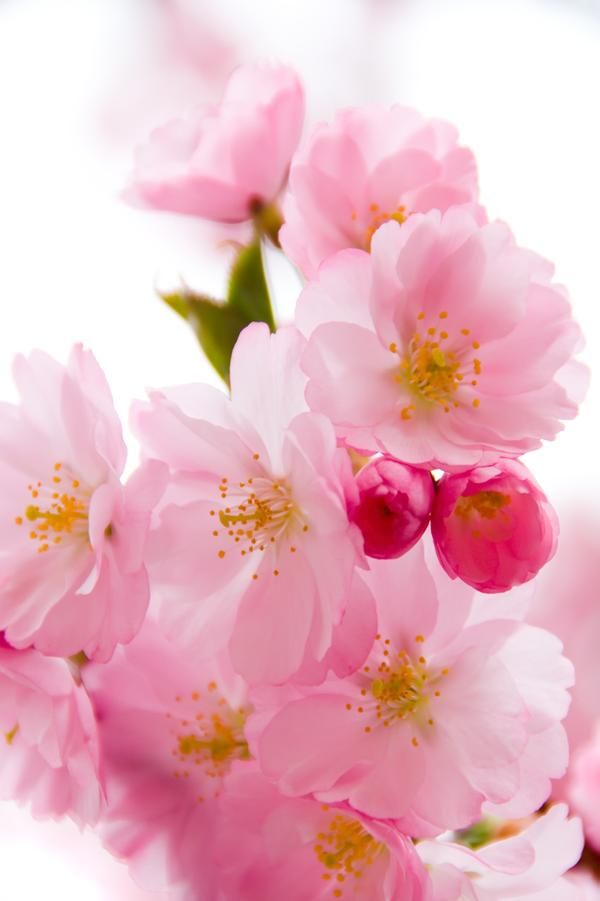 Detail Gambar Jeruk Gambar Mewarnai Bunga Sakura Nomer 33