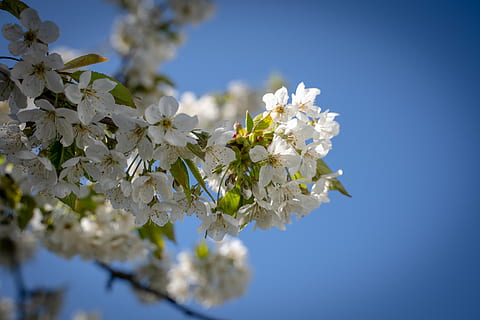Detail Gambar Jeruk Gambar Mewarnai Bunga Sakura Nomer 53
