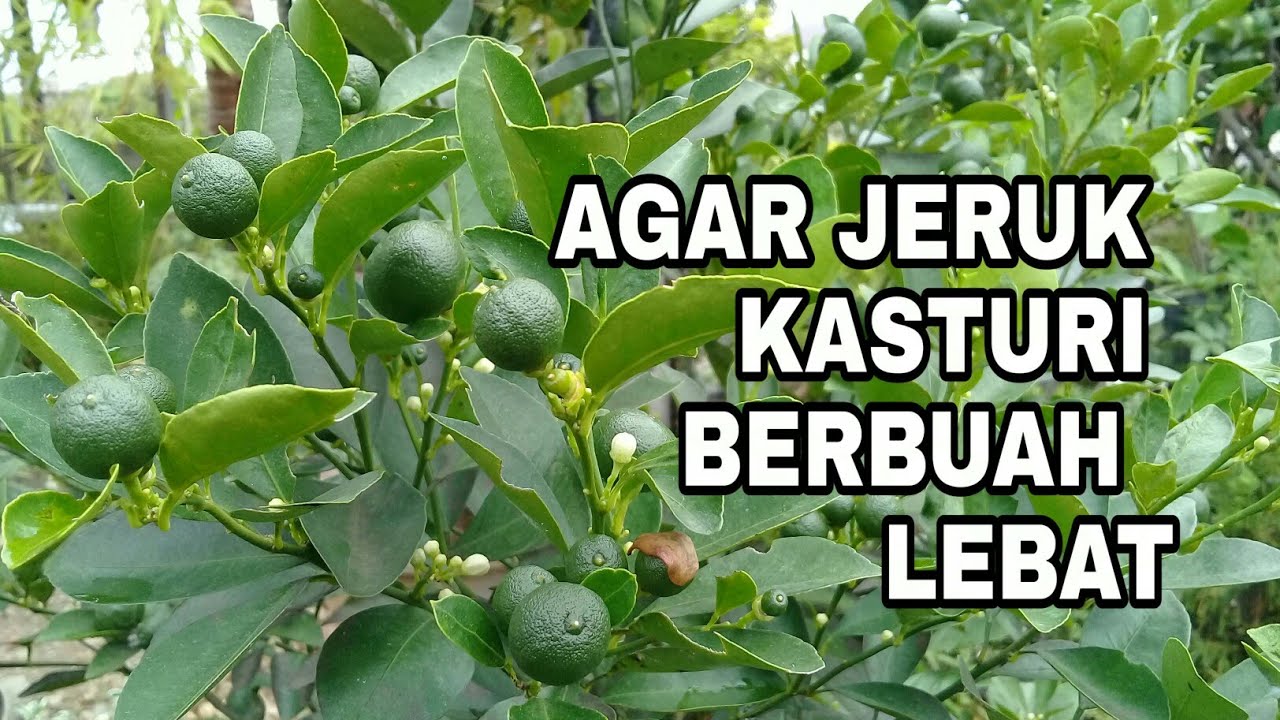 Detail Gambar Jeruk Kasturi Nomer 25