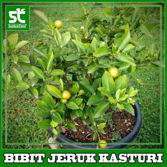 Detail Gambar Jeruk Kasturi Nomer 54