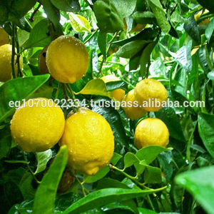 Detail Gambar Jeruk Lemon California Nomer 32