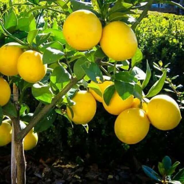 Detail Gambar Jeruk Lemon California Nomer 6