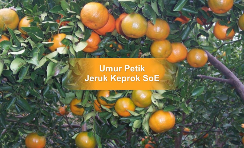 Detail Gambar Jeruk Mandarin Nomer 56