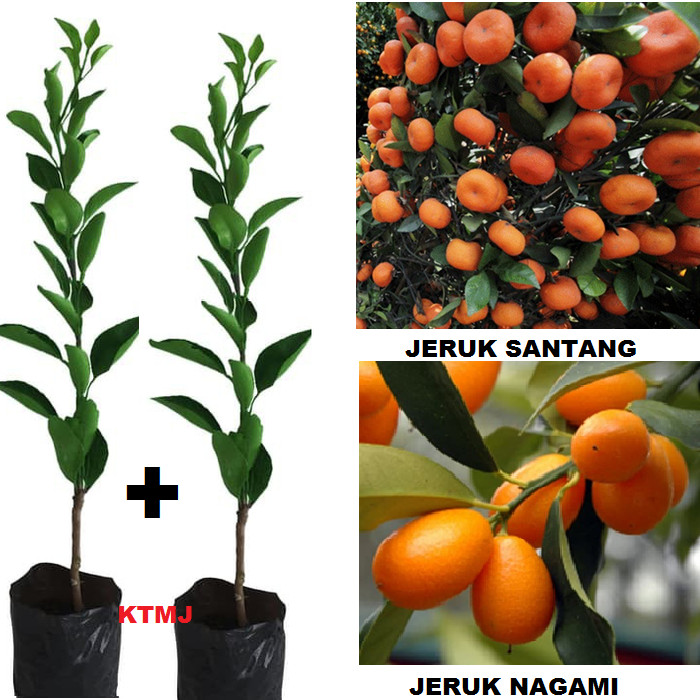 Detail Gambar Jeruk Nagami Nomer 52