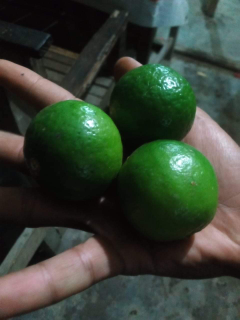 Detail Gambar Jeruk Nipis Asli Nomer 20