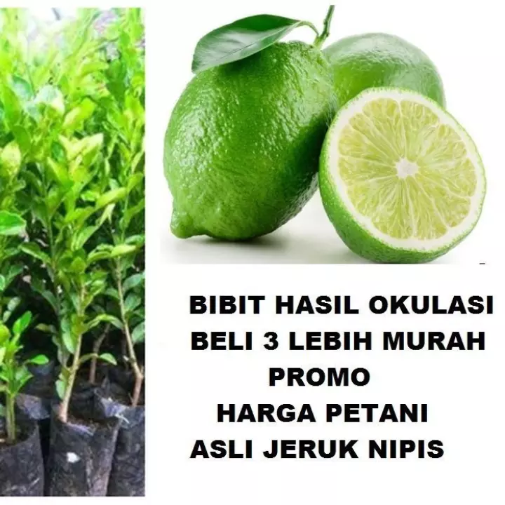 Detail Gambar Jeruk Nipis Asli Nomer 29