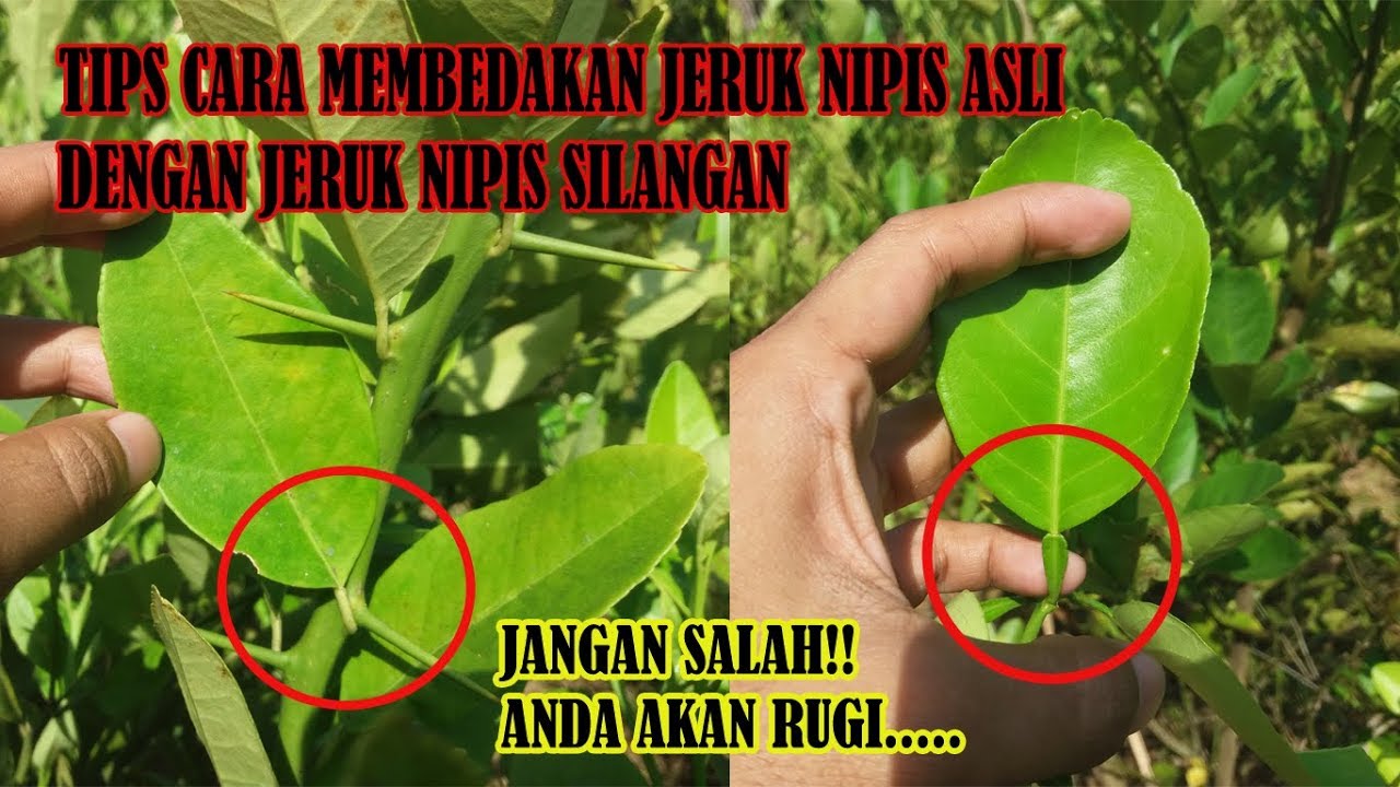 Detail Gambar Jeruk Nipis Asli Nomer 30