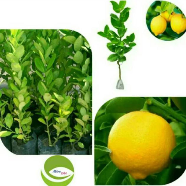 Detail Gambar Jeruk Nipis Asli Nomer 40