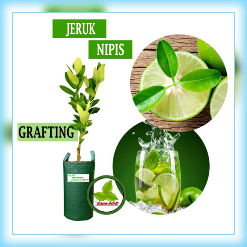 Detail Gambar Jeruk Nipis Asli Nomer 50