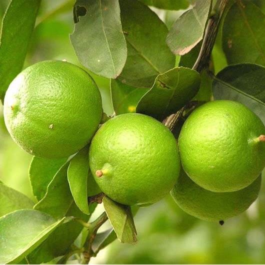 Detail Gambar Jeruk Nipis Asli Nomer 7