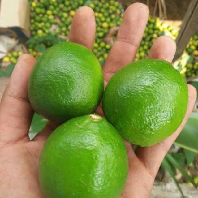 Detail Gambar Jeruk Nipis Dan Lemon Nomer 16