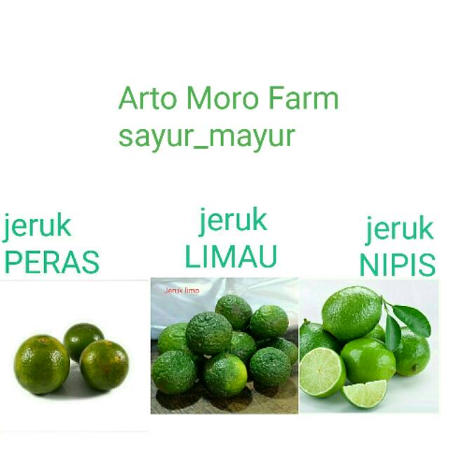 Detail Gambar Jeruk Nipis Peras Nomer 5