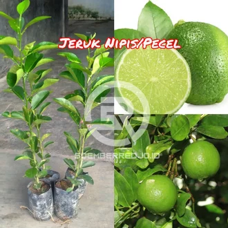 Detail Gambar Jeruk Pecel Nomer 35