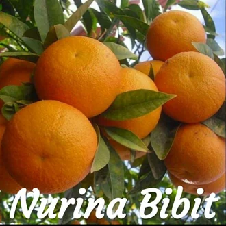 Detail Gambar Jeruk Sunkist Nomer 31