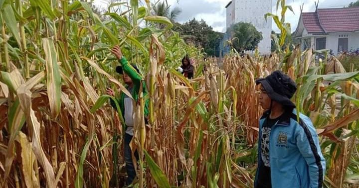 Detail Gambar Jumlah Daun Tanaman Jagung Nomer 20