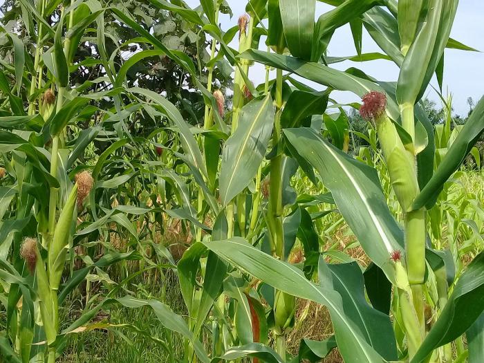 Detail Gambar Jumlah Daun Tanaman Jagung Nomer 2