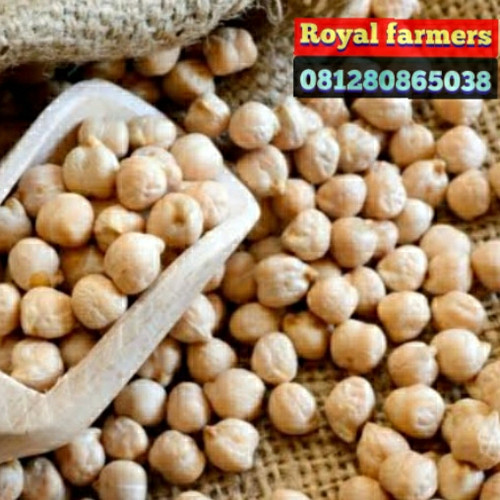 Detail Gambar Kacang Arab Nomer 34