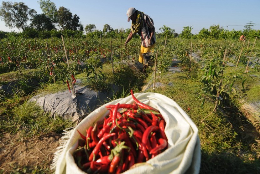 Detail Gambar Kacang Gambar Cabai Besar Merah Nomer 38