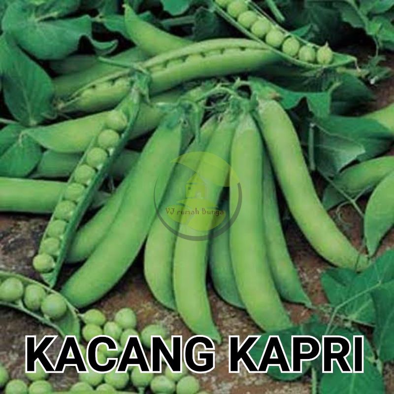 Detail Gambar Kacang Kapri Nomer 24