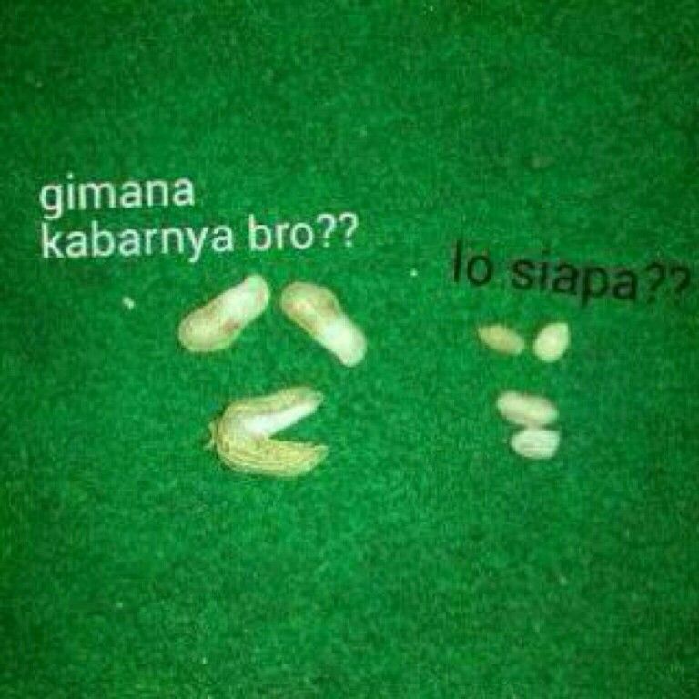 Detail Gambar Kacang Lupa Kulit Nomer 20