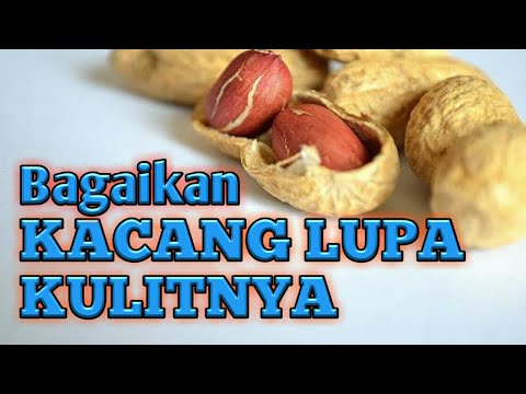 Detail Gambar Kacang Lupa Kulit Nomer 48