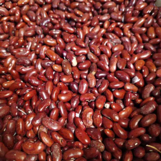 Detail Gambar Kacang Merah Kering Nomer 25