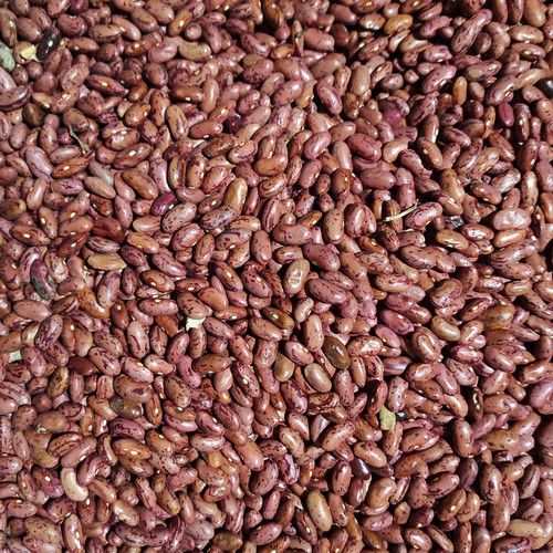 Detail Gambar Kacang Merah Kering Nomer 47