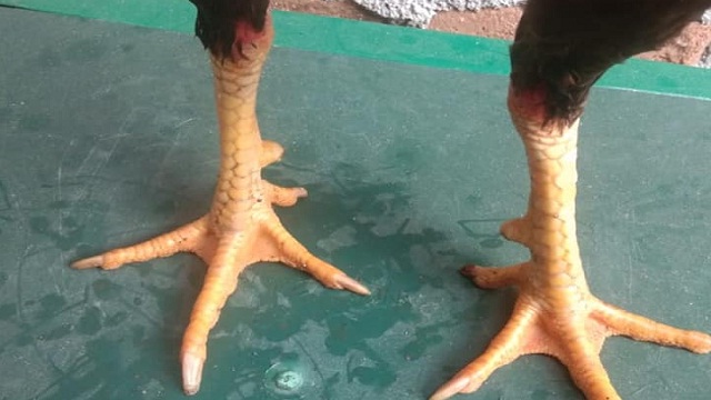 Detail Gambar Kaki Ayam Nomer 14