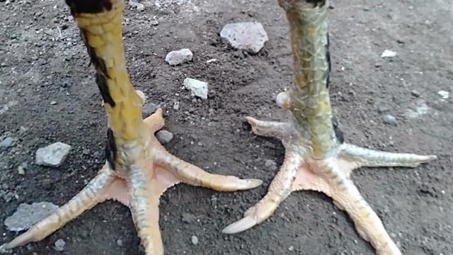 Detail Gambar Kaki Ayam Nomer 25